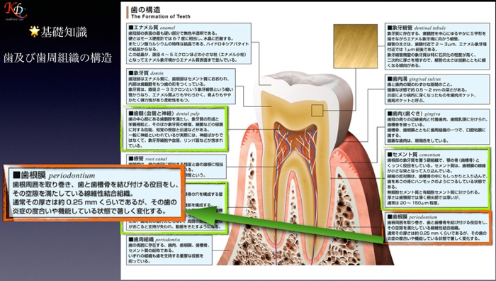 歯周動的治療　裁断済み ブルーラジカル｜ラジカル治療・歯周病治療器｜エーゼット
